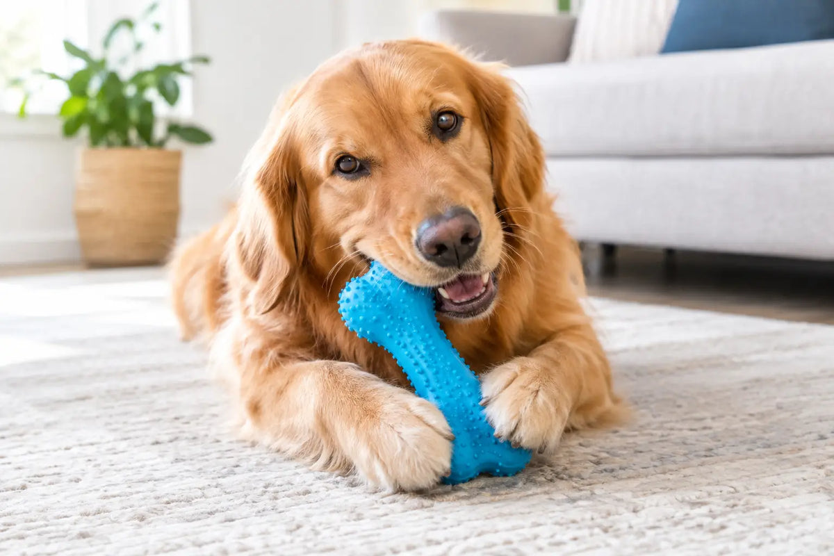 Are Rubber Chews Safe? A Dog Owner’s Guide