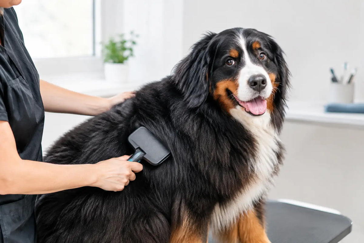How to Groom Thick Coated Dogs Without the Tangles