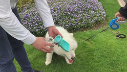 Keep Your Dog Hydrated Anywhere